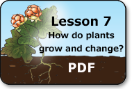 how do plants grow and change