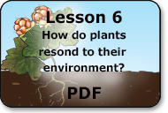 how do plants respond to their environment