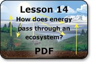how does energy pass through an ecosystem