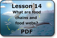 what are food chains and food webs