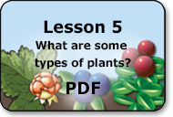 what are some types of local plants