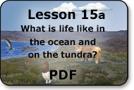 what is life like in the ocean and on the tundra