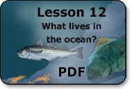 what lives in the ocean
