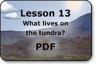 what lives on the tundra