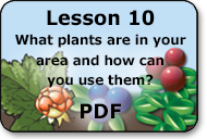 what plants are in your area and how can you use them?