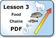 food chains