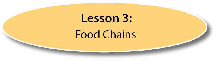 Lesson 3