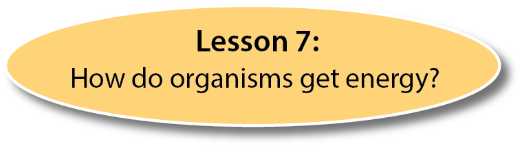 Lesson 7