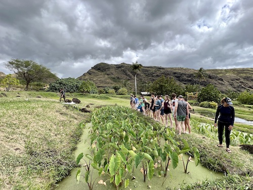 ka'ala taro root farm