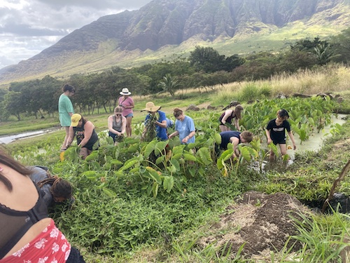 ka'ala taro root farm