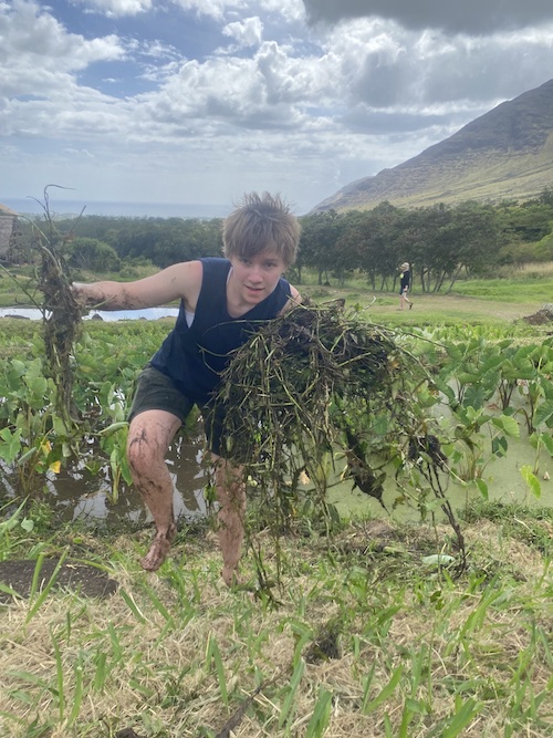 ka'ala taro root farm