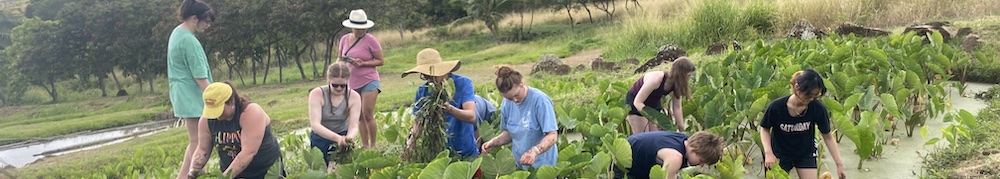 Students in taro fields