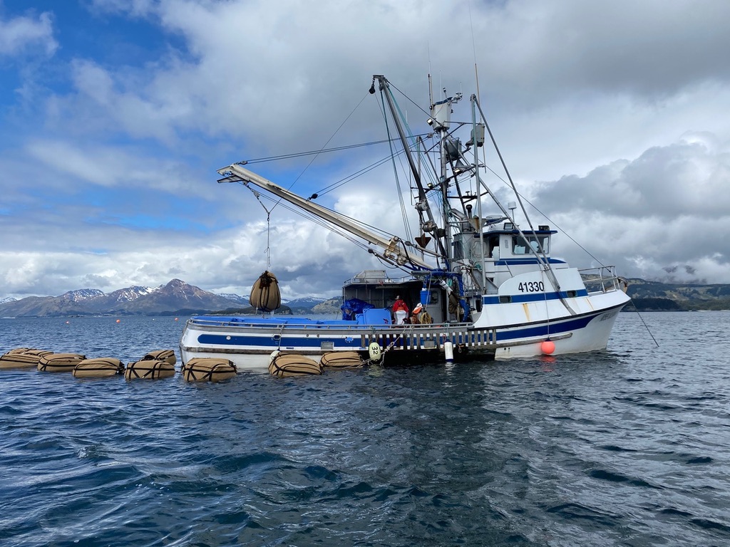 Sugar kelp tendering