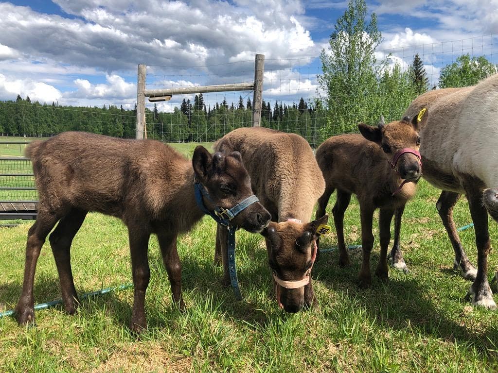 Caribou babies