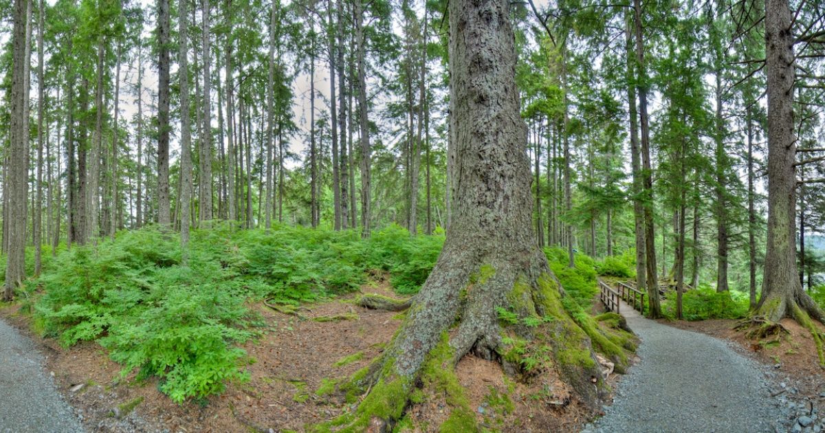 Auke lake trail