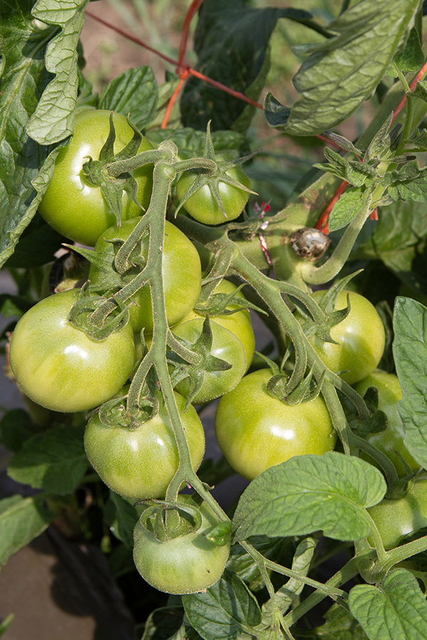 A bunch of tomatoes growing outside on a plant