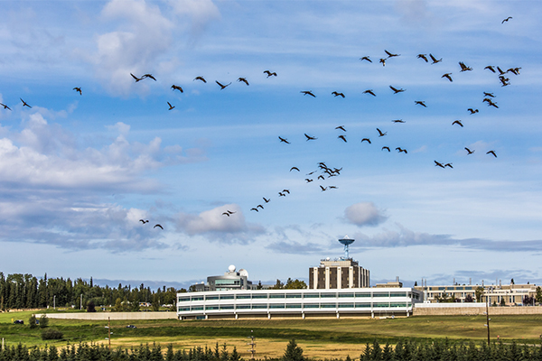 geese fly overhead with UA's Butrovich building in the background