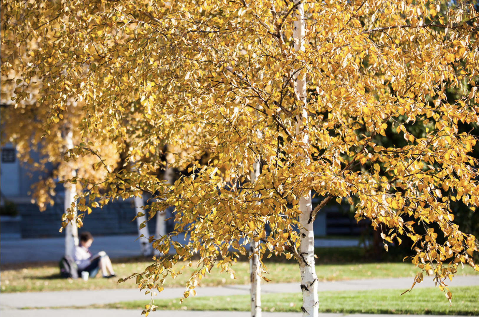 Fall colors - yellow leaves on trees on campus