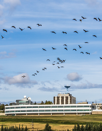 Geese fly in the field in front of the Butrovich building in fall