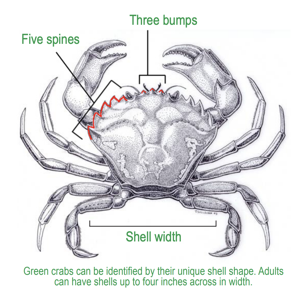 A diagram of a European Green Crab, hand drawn with text that points out the five spines and three bumps on shell
