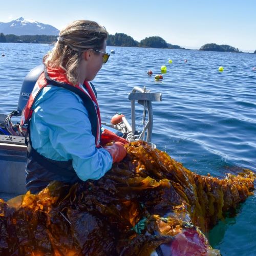A UAS student helps pull kelp onto a boat