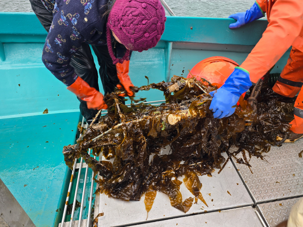 a person pulls a load of kelp onto a boat