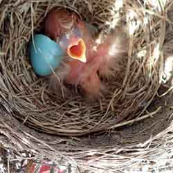 a robin hatchling in the next