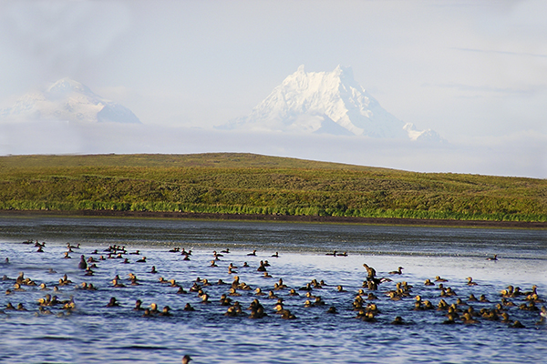 Steller's Iders in Izembek Lagoon