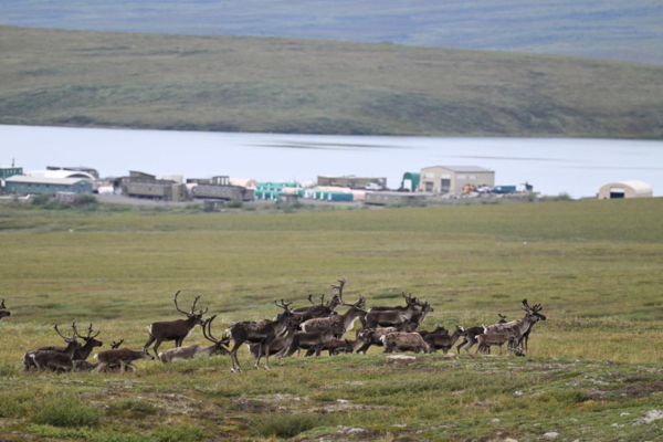 A herd of caribou in a green field with the field station buildings in backdrop