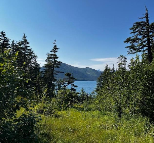 a view of a piece of raw land through trees