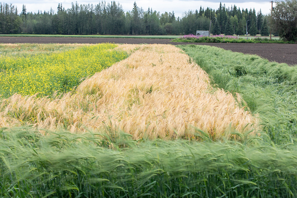 A field of hay in summer