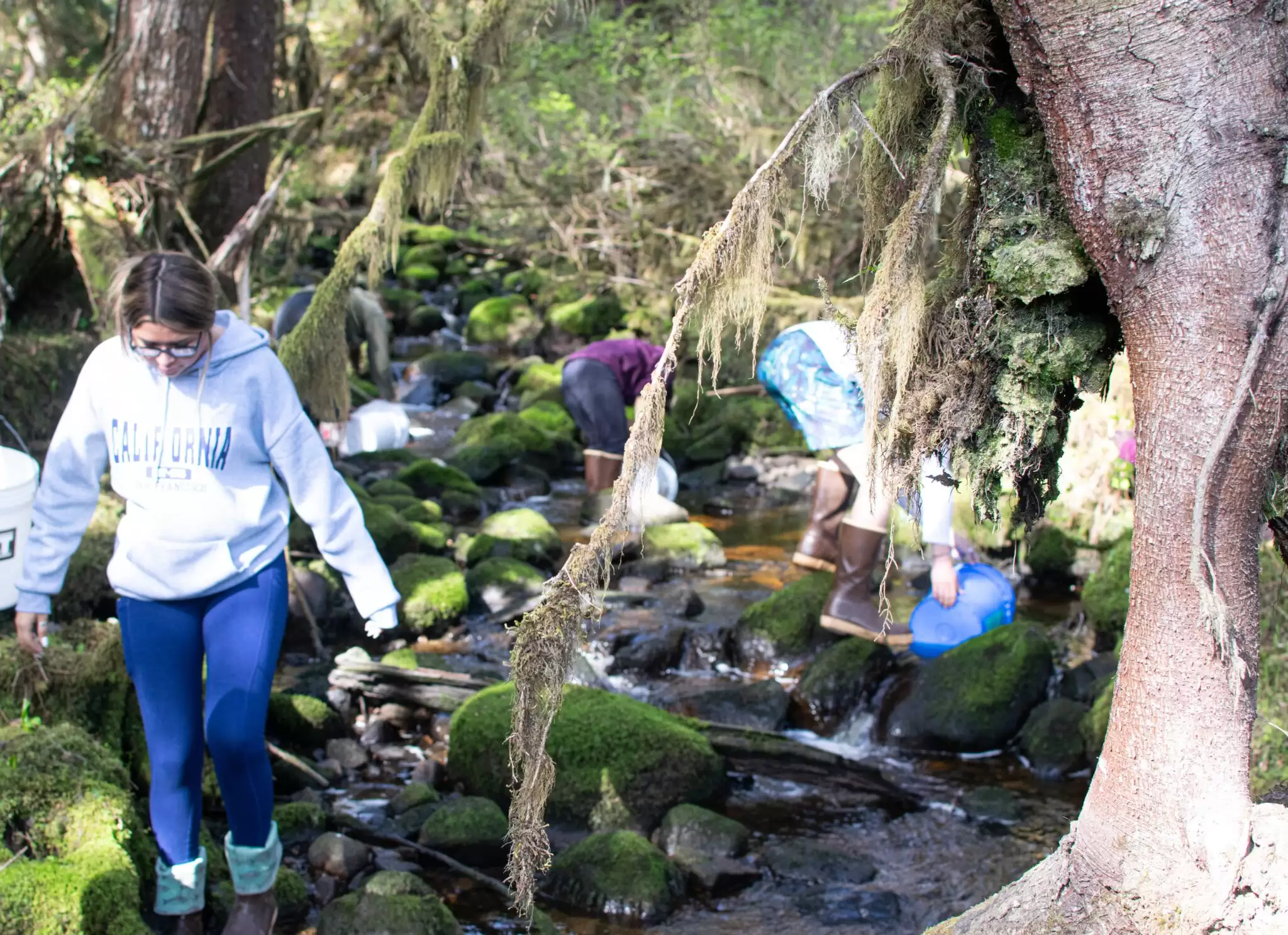PHS aquaculture students release salmon fry into City Creek, about two miles outside of Petersburg. (Photo by Shelby Herbert/KFSK)