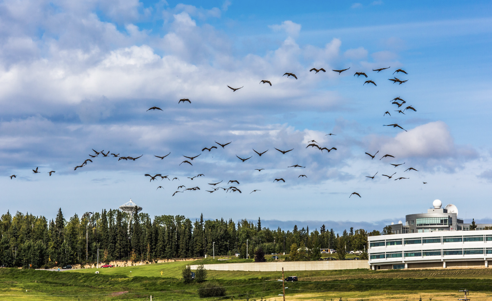 Cranes at UAF campus