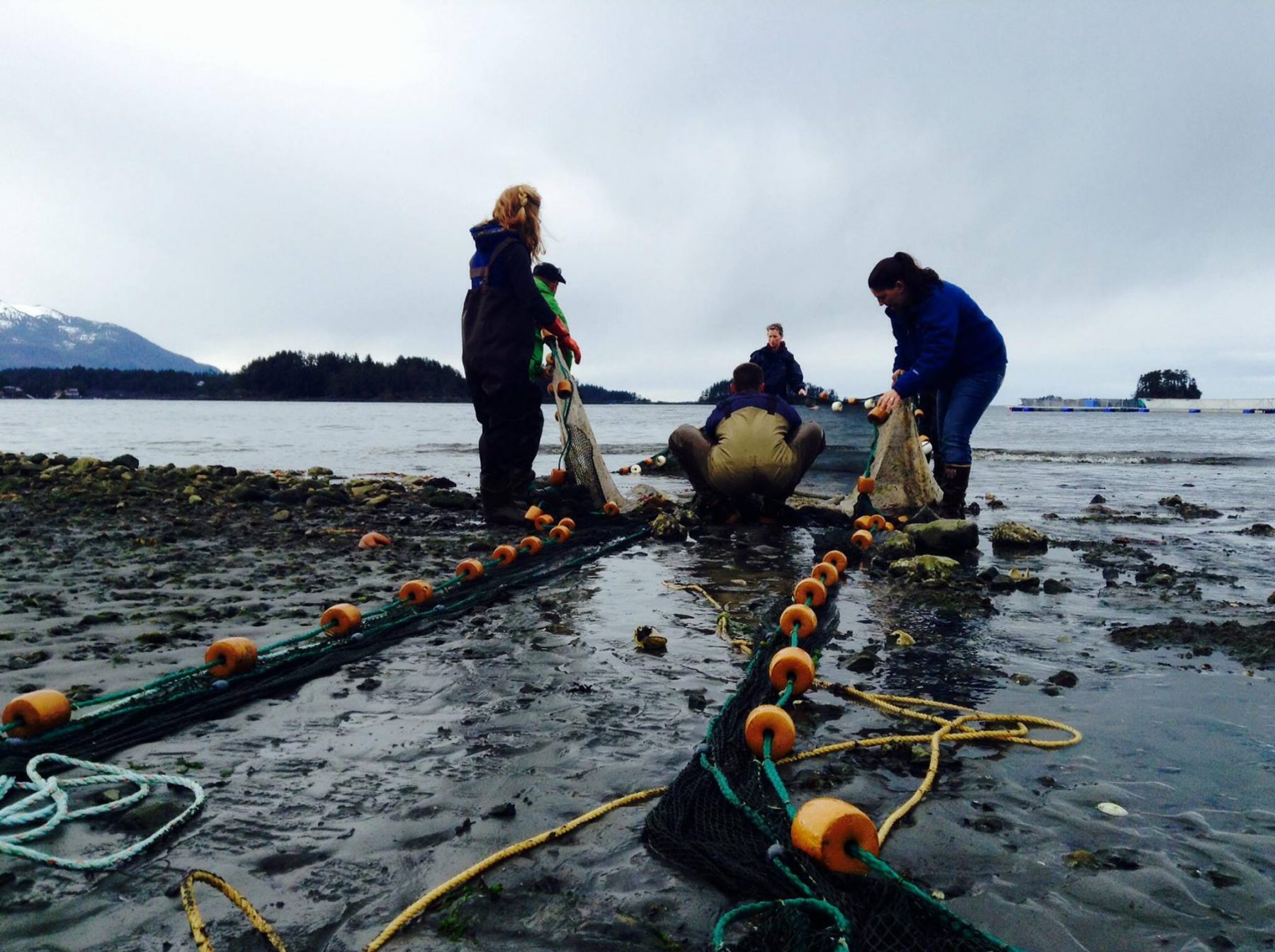 Three aquaculture harvesters pull a net onto shore 