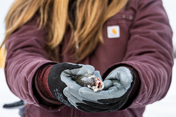 a person in a maroon Carhartt jacket holds a freshly caught fish in outstretched hands