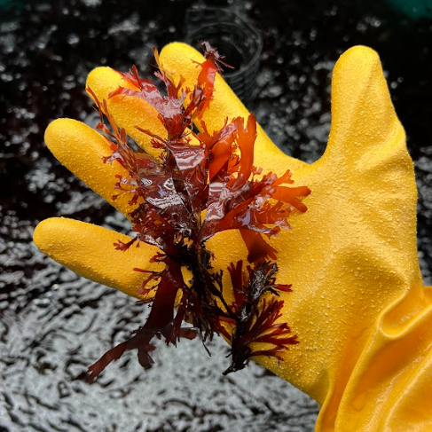a yellow gloved hand holds kelp