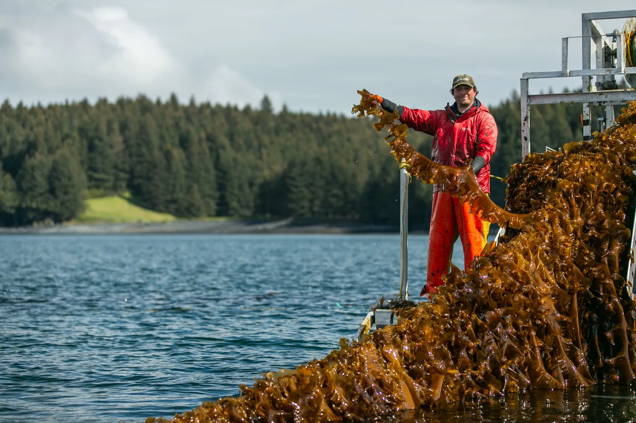 kelp farmer pulling kelp onto boat