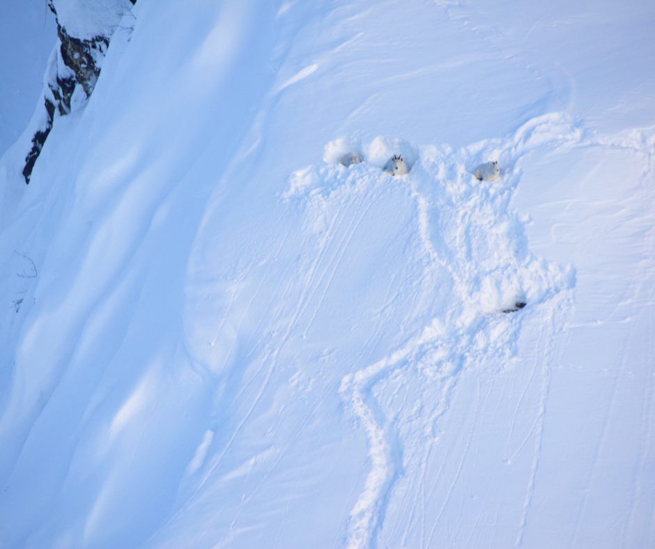 Mountain goats rest on snow beds above Klukwan, Alaska, following a winter storm in 2020 that deposited more than 6 feet of snow in December 2020