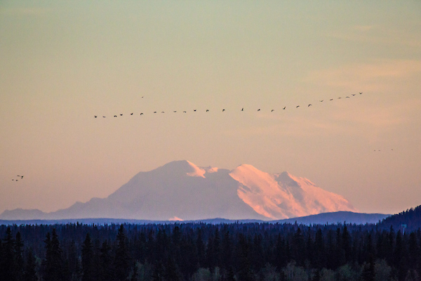 A line of geese fly across the sky with Denali in the background.