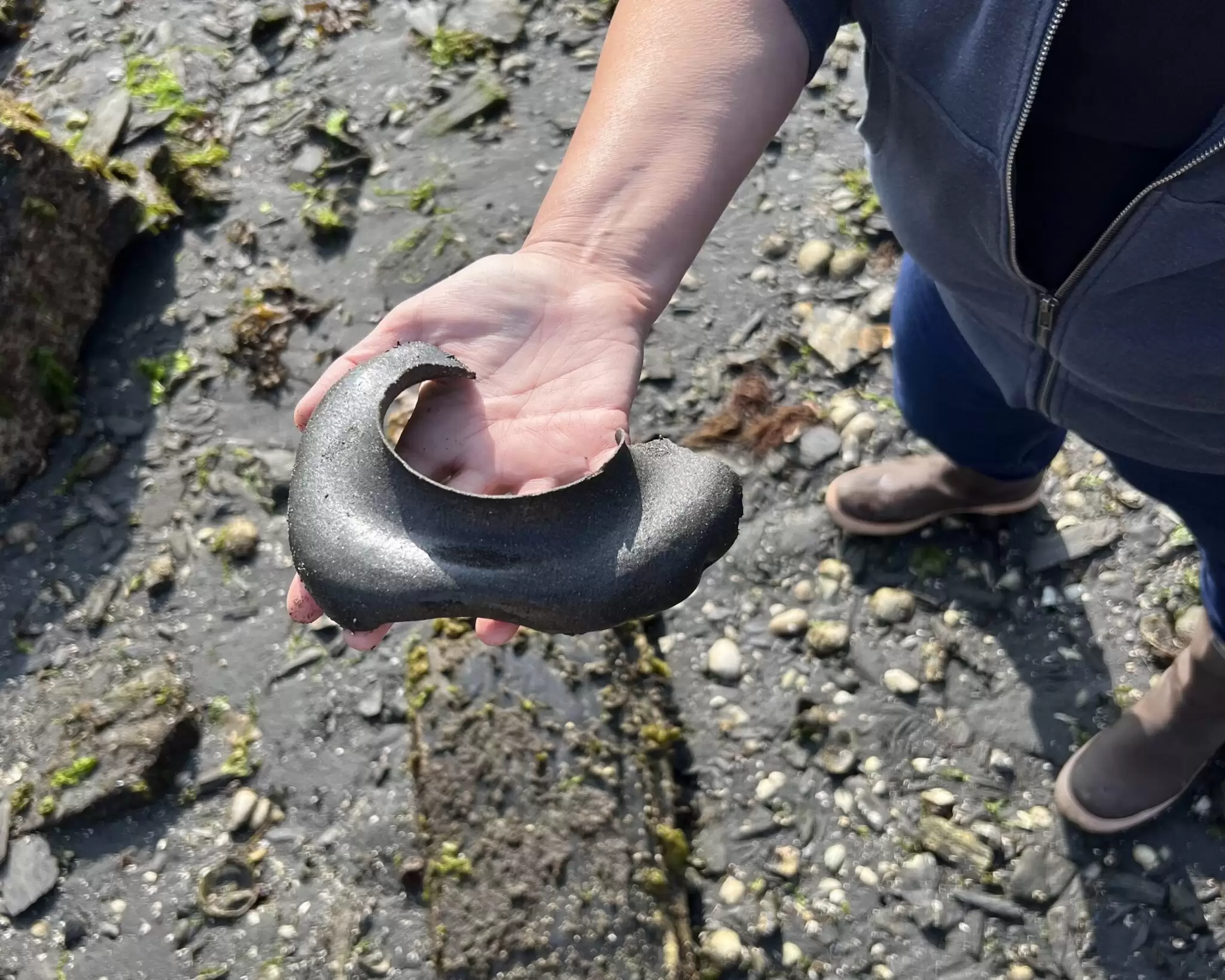 The egg casing of a moon snail held in someone's hand on the beach