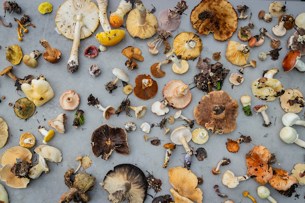 a dozen different types of mushrooms spread across a table