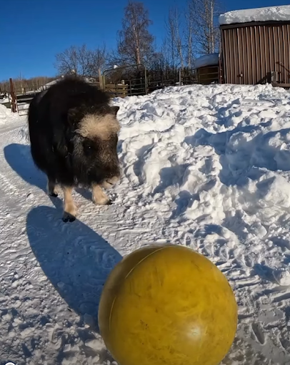A baby muskoxen standing in the snow and looking at a yellow ball at UAF’s Large Animal Research Station.