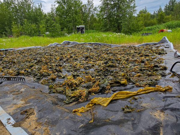 Harvested ribbon kelp spread out to dry on tarps at an agricultural research site in the Mat-Su Valley.