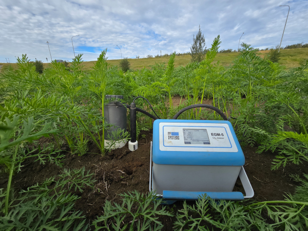 A soil respiration monitoring device placed among carrot plants at the UAF Matanuska Experiment Farm during kelp fertilizer trials
