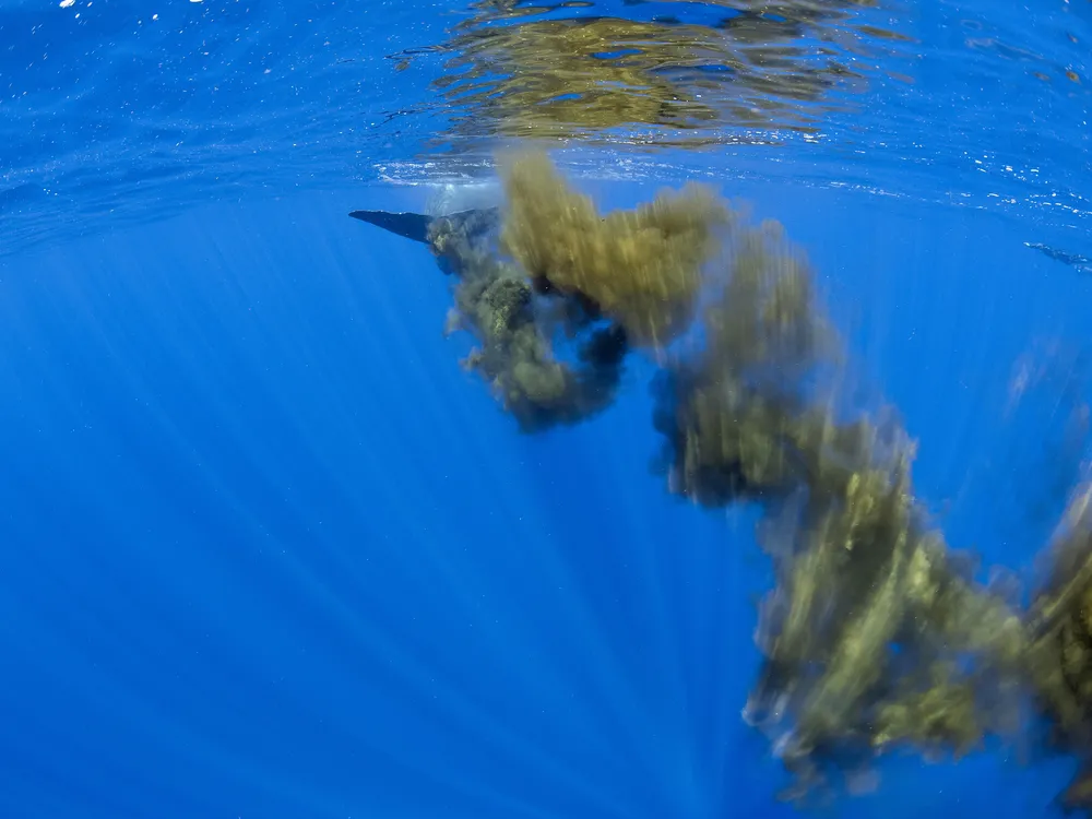 A sperm whale swims away, leaving behind feces