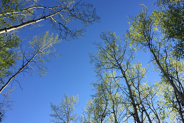 Fresh spring leaves blooming out against a blue sky