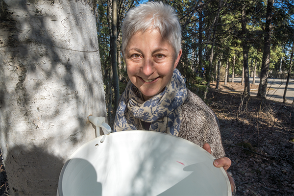 an Dawe, an instructor with OneTree Alaska, collects birch sap from a tree