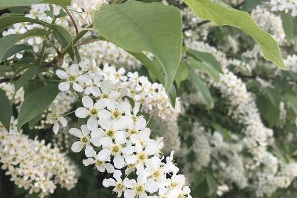 image of flowers