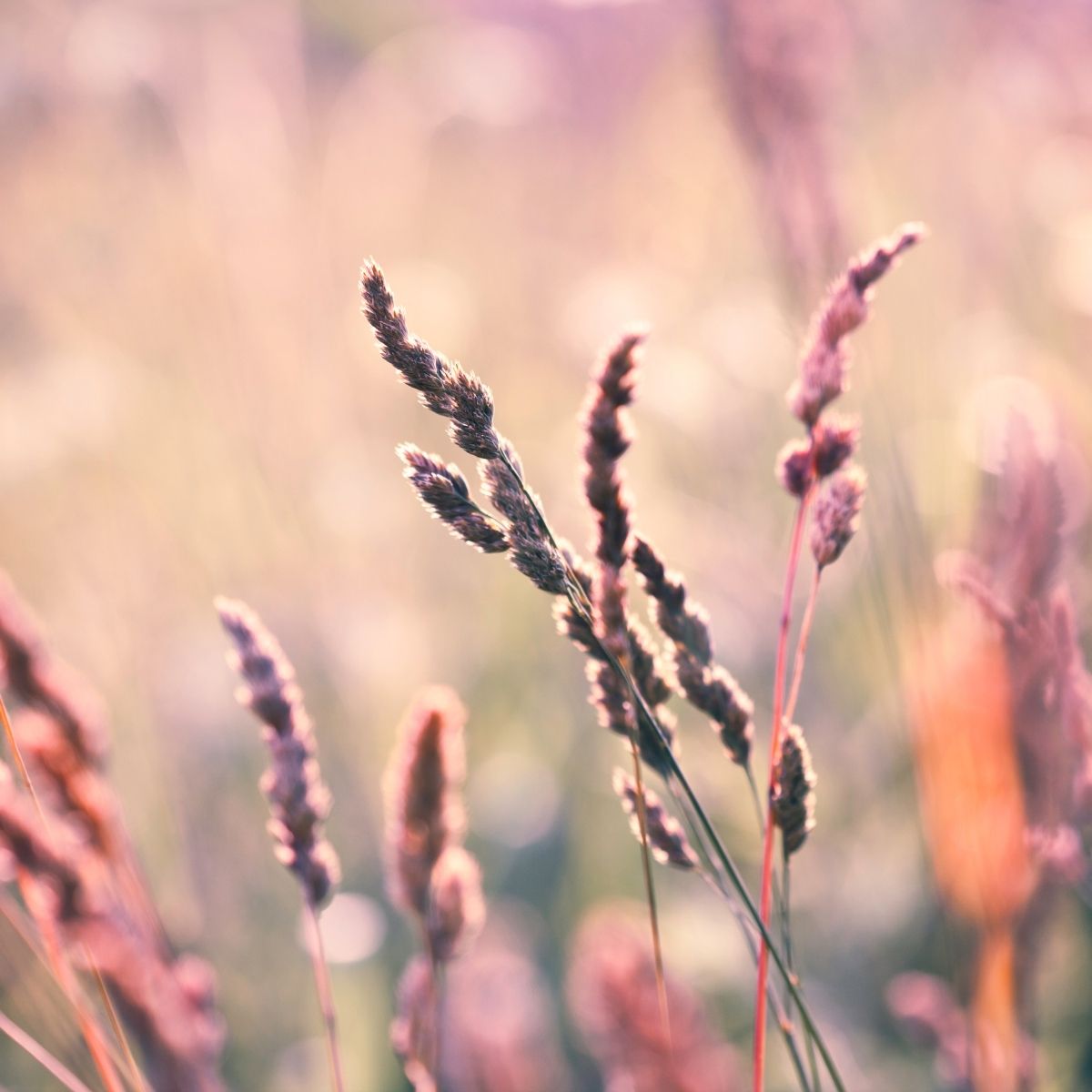 Close up photo of wildflowers. Photo credit: Canva