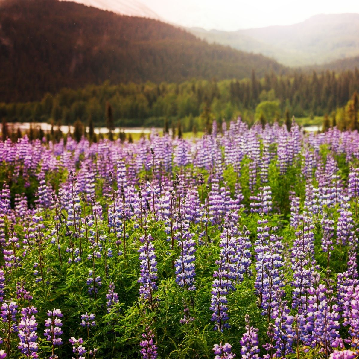Field of fireweed with mountains in the background. Image credit: Canva